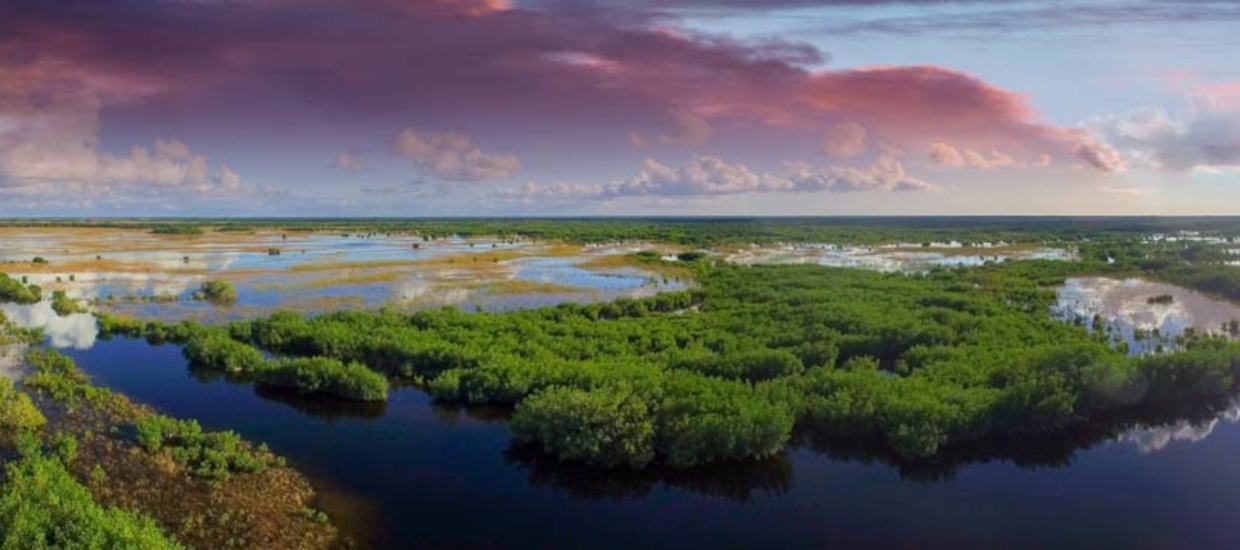image of the everglades